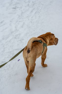 Köpek parkta karda oynuyor.