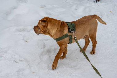 Köpek cinsi İngiliz cocker spaniel