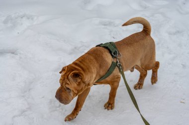 Köpek kışın karda yürür.