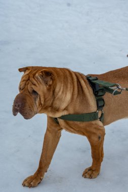 Kışın Amerikan personeli teriyerinin kırmızı köpek portresi.