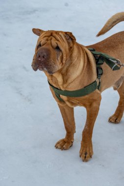 Kahverengi köpek kışın karda