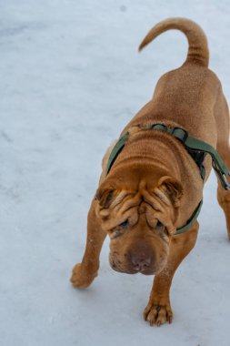 Sokaktaki bir köpeğin portresi.