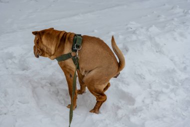 Kardaki kırmızı labrador.