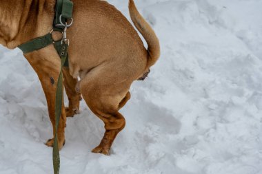 köpek içinde belgili tanımlık kar kış