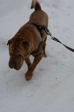 Karda yürüyen köpek