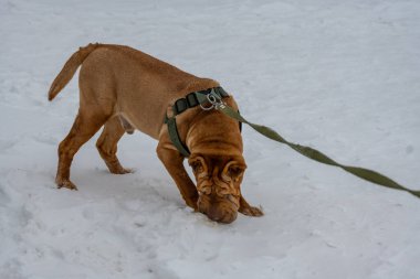 Karda oynayan bir köpek. Kışın köpek. Kış ormanındaki köpek..