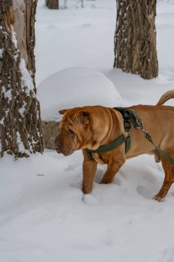 Kışın karda kahverengi doberman