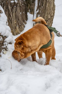 Kırmızı labrador av köpeği kış ormanında