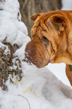 Köpek kışın İngiliz Buldog 'u yetiştirir.
