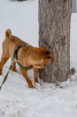 Köpek kış ormanında yürür..