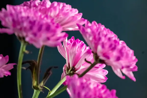 Bahçedeki güzel çiçekler