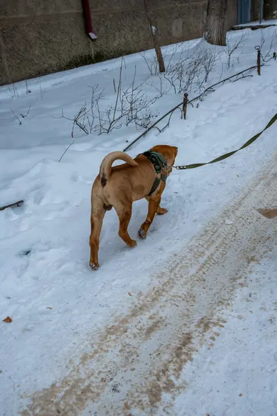 Karda yürüyen köpek
