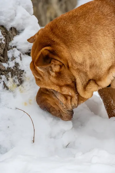 Ormanda bir köpek. Kahverengi labrador köpeğinin portresi.