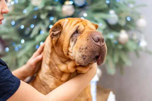 Golden Retriever köpeği olan bir kadın Noel ağacında