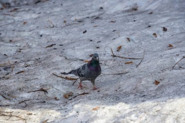Siyah kar üzerinde güvercinler. Yüksek kalite fotoğraf. Yüksek kalite fotoğraf