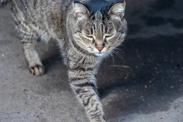 Gri tekir kedi. Yüksek kalite fotoğraf. Yüksek kalite fotoğraf