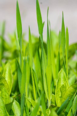 Taze yeşil çimenleri kapatın. Yaz kavramı. Yüksek kalite fotoğraf. Yüksek kalite fotoğraf