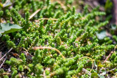 Taze yeşil çimenleri kapatın. Yaz kavramı. Yüksek kalite fotoğraf. Yüksek kalite fotoğraf