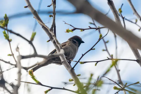 Baharda kuş. Mavi gökyüzü arka planı. Yüksek kalite fotoğraf