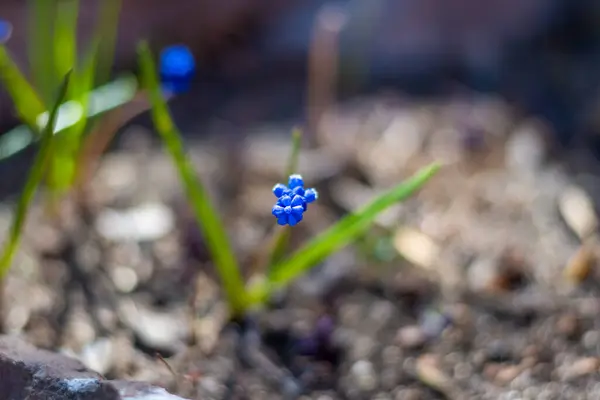 Bahar çiçekleri. Bahar konsepti Yüksek kalite fotoğraf