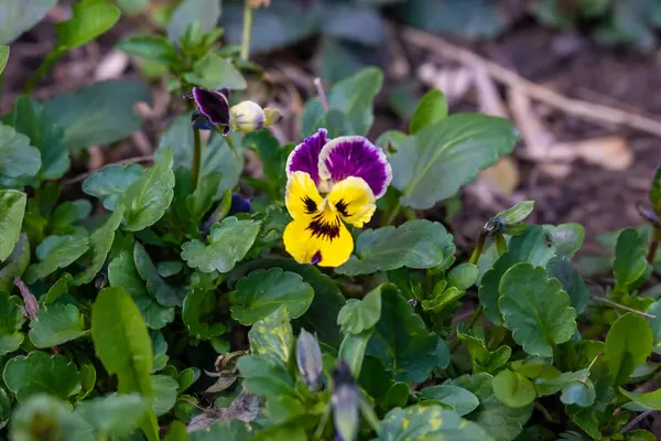 Bahar çiçekleri. Bahar konsepti Yüksek kalite fotoğraf