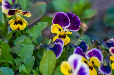 Güneşli bir günde üç renkli viyola. Yüksek kalite fotoğraf. Yüksek kalite fotoğraf