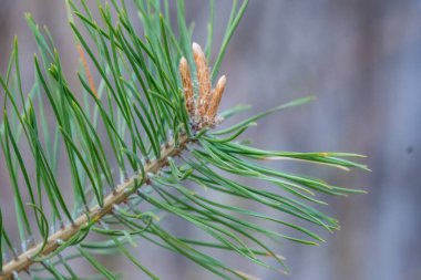 Çam ağacının yakınına. Yaz kavramı. Yüksek kalite fotoğraf. Yüksek kalite fotoğraf