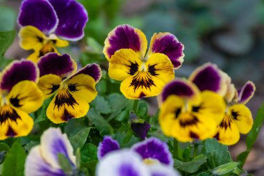Güneşli bir günde üç renkli viyola. Yüksek kalite fotoğraf. Yüksek kalite fotoğraf