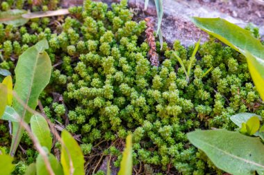Taze yeşil çimenleri kapatın. Yaz kavramı. Yüksek kalite fotoğraf. Yüksek kalite fotoğraf
