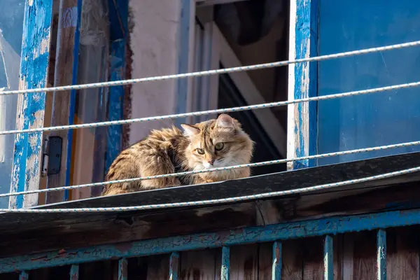 Kedi balkonda. Hayvanlar için güvenlik tehlikesi. Yüksek kalite fotoğraf. Yüksek kalite fotoğraf