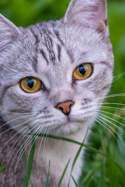 Yazın çimlerin üzerinde gri tekir kedi. Yüksek kalite fotoğraf. Yüksek kalite fotoğraf