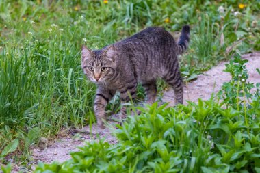 Yazın çimlerin üzerinde gri tekir kedi. Yüksek kalite fotoğraf. Yüksek kalite fotoğraf