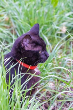 Yazın çimlerde dolaşan kara kedi. Yüksek kalite fotoğraf. Yüksek kalite fotoğraf