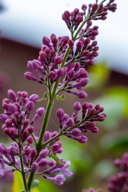 Bahçedeki güzel leylak. Yüksek kalite fotoğraf. Yüksek kalite fotoğraf
