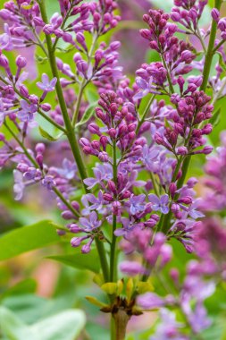 Bahçedeki güzel leylak. Yüksek kalite fotoğraf. Yüksek kalite fotoğraf