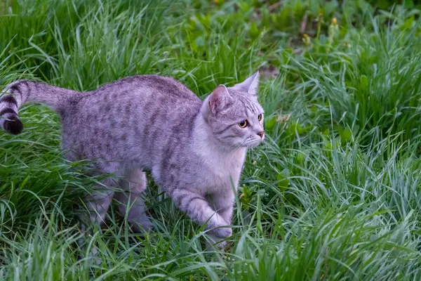 Yazın çimlerin üzerinde gri tekir kedi. Yüksek kalite fotoğraf. Yüksek kalite fotoğraf