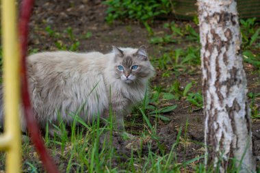 Yazın çimlerde gri kedi. Yüksek kalite fotoğraf. Yüksek kalite fotoğraf
