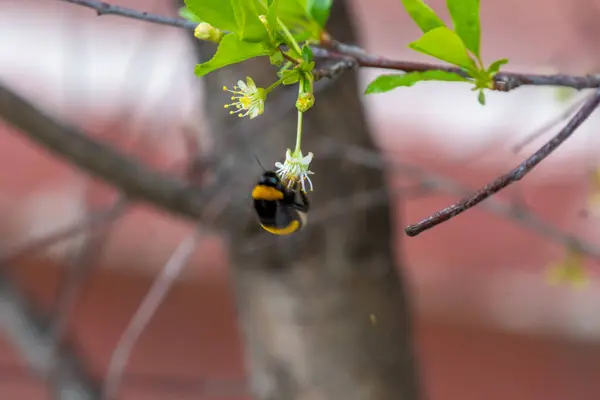 Beyaz çiçek açan kiraz çiçeğinin üzerindeki yaban arısı böceği. Bumblebee böceği. Arı ailesi. - Evet. Yüksek kalite fotoğraf