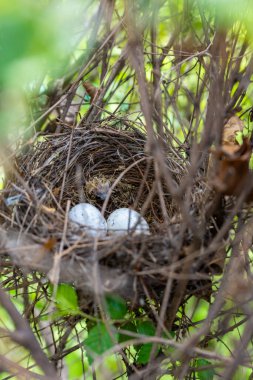 Yumurtalı yuva. Doğa konsepti. Yüksek kalite fotoğraf. Yüksek kalite fotoğraf