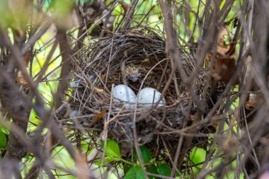 Yumurtalı yuva. Doğa konsepti. Yüksek kalite fotoğraf. Yüksek kalite fotoğraf