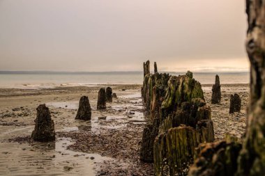 A row of moss-covered wooden posts lines the sandy beach, extending toward the calm and reflective ocean. These aged remnants, partially submerged in sand, stand as a testament to the forces of time and nature. The beach is dotted with pebbles and se clipart