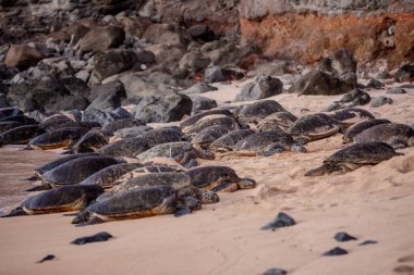 Kumlu sahilde dinlenen deniz kaplumbağalarının toplanması kayalarla çevrili, huzurlu bir yaban hayatı anı yakalıyor. Vahşi yaşam meraklıları ve tropikal içerik için ideal.