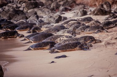 Engebeli kayalar ve sakin kıyı manzarasıyla çerçevelenmiş kumlu bir sahilde güneşlenen yeşil deniz kaplumbağalarının sakin bir araya gelmesi..
