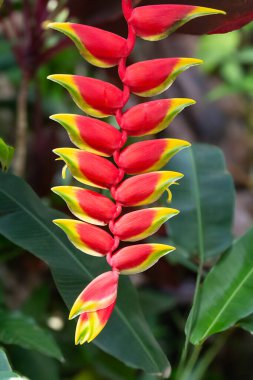 Heliconia rostrata 'nın güzel bir görüntüsü, aynı zamanda ıstakoz pençesi bitkisi olarak da bilinir, tropik bir bahçede zarifçe asılı duruyor..