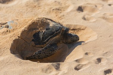 Yeşil bir deniz kaplumbağası kabuğu ve yüzgeçleriyle kumsalda dinleniyor doğal ortamının sıcak tonlarıyla uyum içinde..