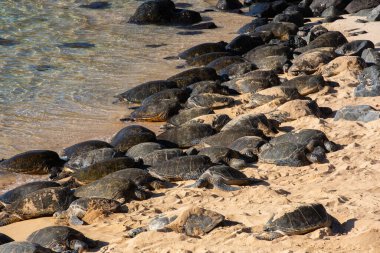 Turkuaz okyanus sularının yakınındaki güneşli bir sahilde dinlenen sayısız yeşil deniz kaplumbağası sakin kıyı ekosistemlerindeki uyumu temsil ediyor..