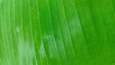 muz yeşili yaprak dokusu, soyut arkaplan