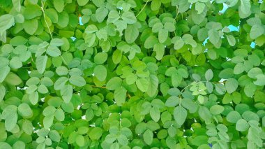 Yeşil yapraklı arka plan. Yeşil kelebek yapraklarının duvar arkası dokusu. Klitoria ternatea ya da Asya güvercin kanatları yaprakları