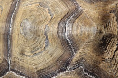 Textura de caparazon de tortura sulcata.