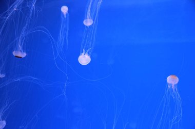 Medusas diminute de acuario